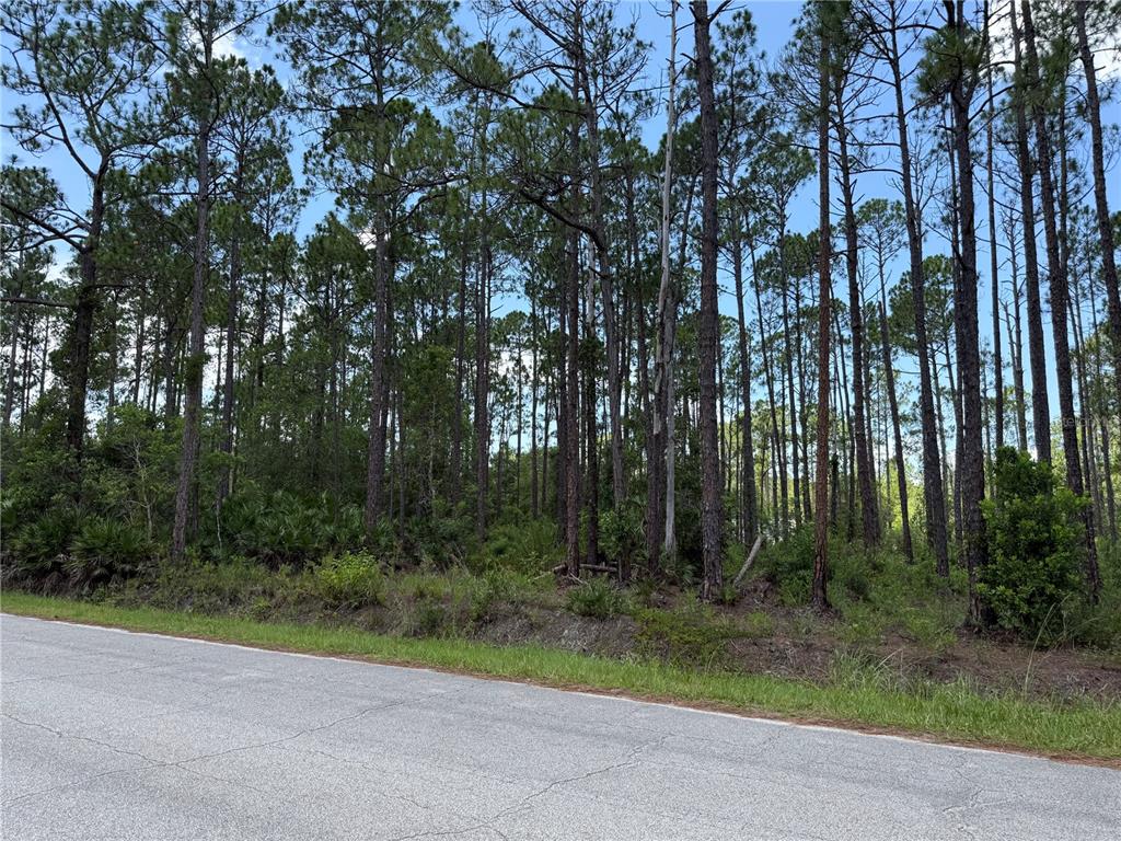 A paved road runs alongside a wooded lot filled with tall pine trees — 2914 AVOCADO BOULEVARD, BUNNELL, FL