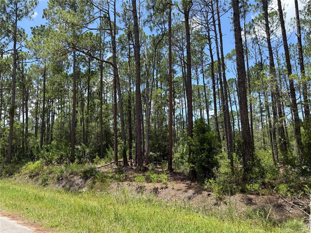 A grassy roadside leads to a dense, wooded lot filled with tall pine trees — 2914 AVOCADO BOULEVARD, BUNNELL, FL