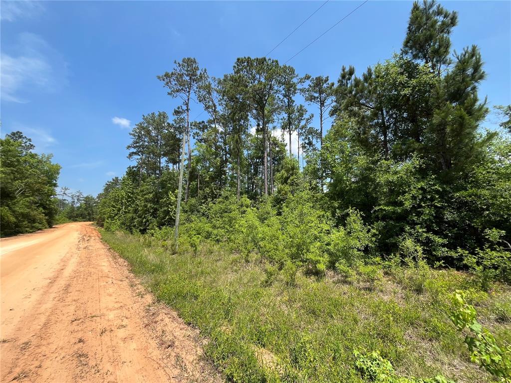 A dirt road runs alongside a wooded lot with tall pine trees under a blue sky — TBD GRAND QUIVIERA CIRCLE, ALFORD, FL