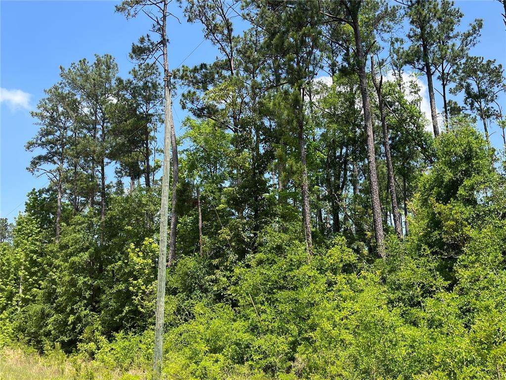 A utility pole stands in front of a dense forest of tall pine and deciduous trees — TBD GRAND QUIVIERA CIRCLE, ALFORD, FL
