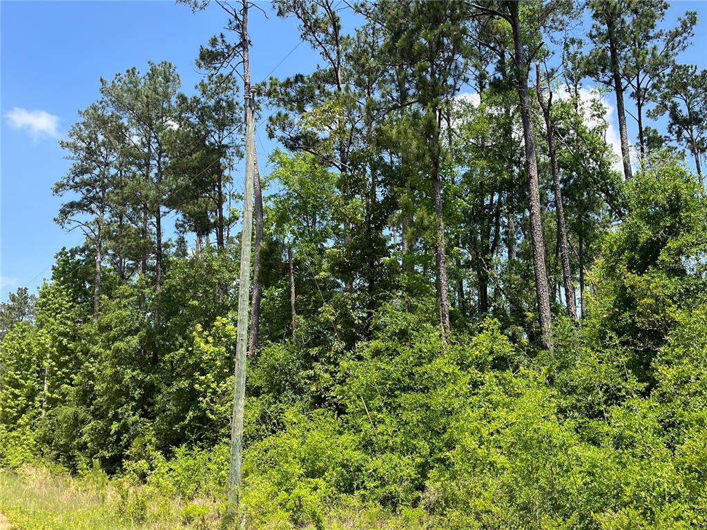 A utility pole stands in front of a dense forest of pine and deciduous trees — TBD GRAND QUIVIERA CIRCLE, ALFORD, FL