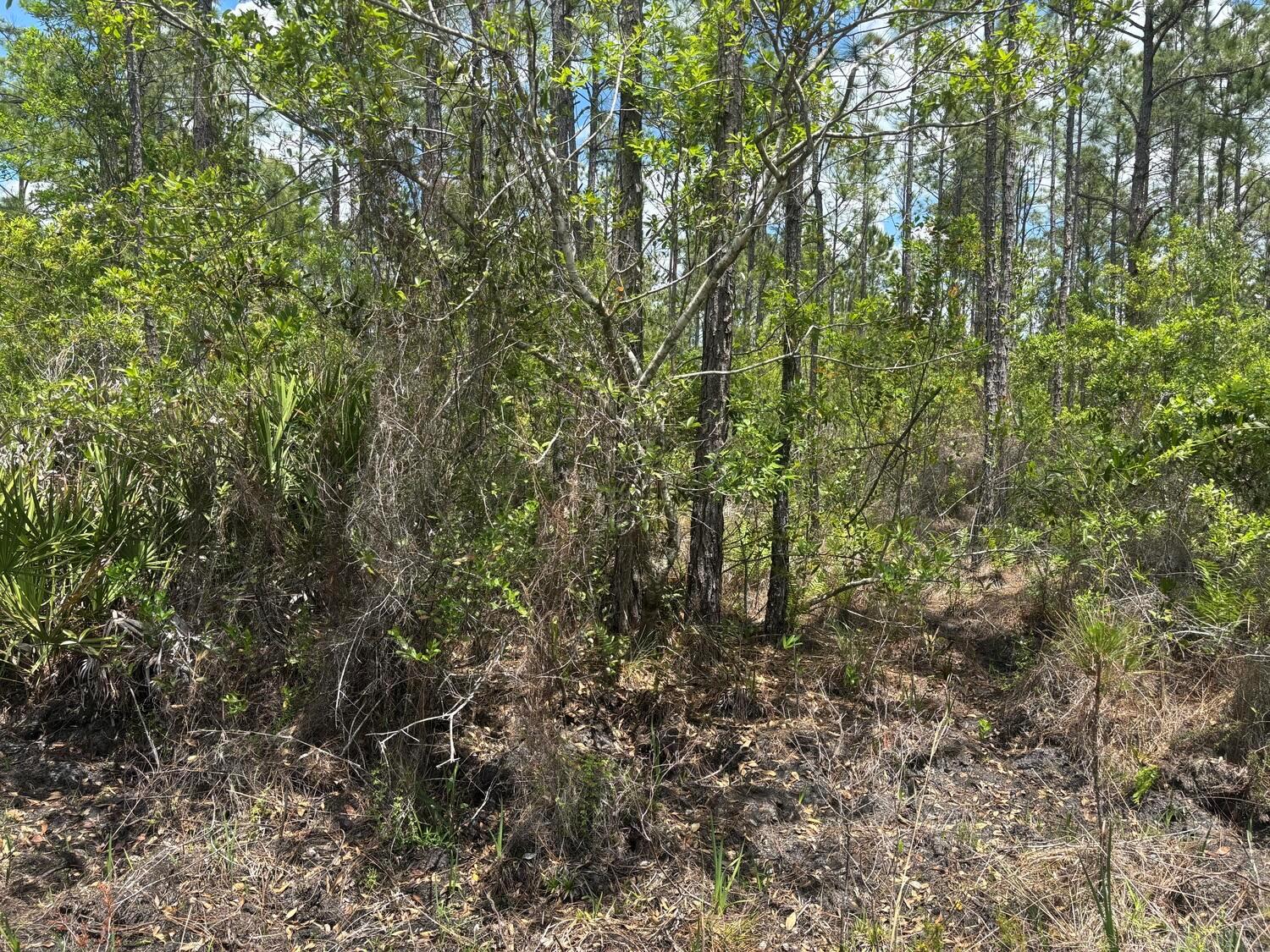 A wooded lot with pine trees, dense underbrush, and patches of dry ground — 0 Holopaw Groves Road, FL 34772, FL