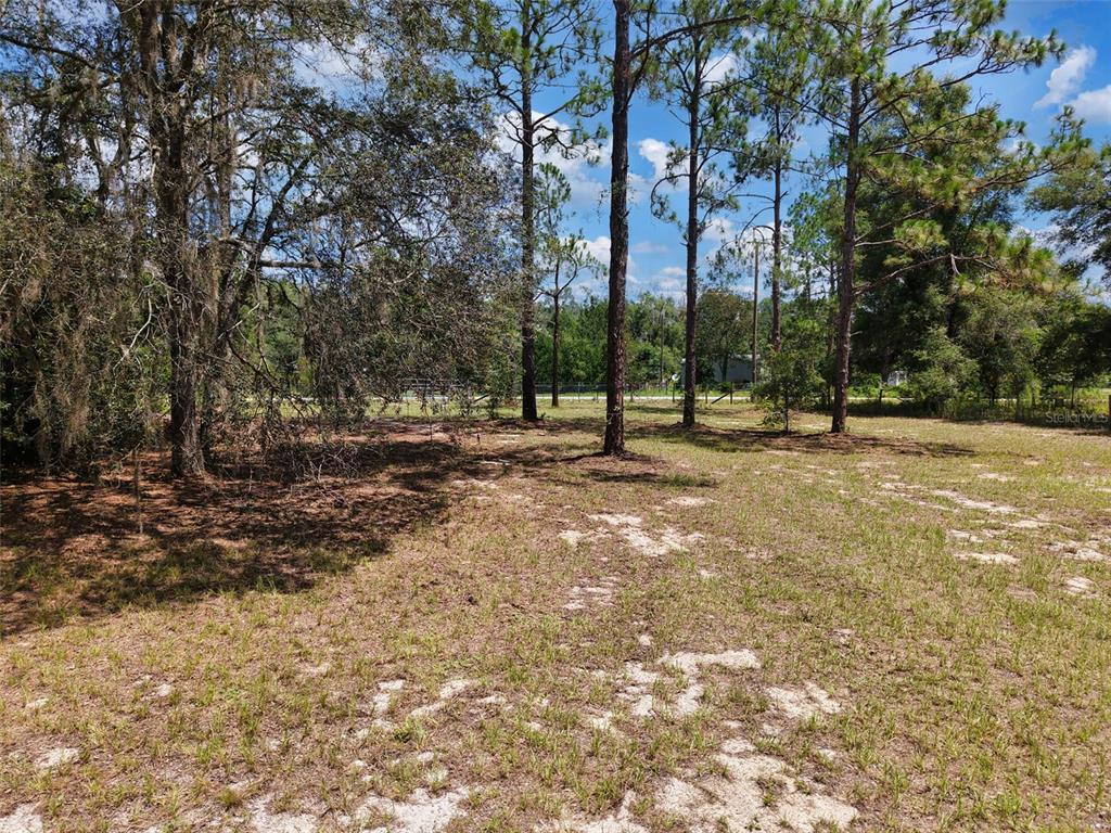 A grassy, partially wooded vacant lot with several tall pine trees under a blue sky — 54 NE 841ST AVENUE, OLD TOWN, FL