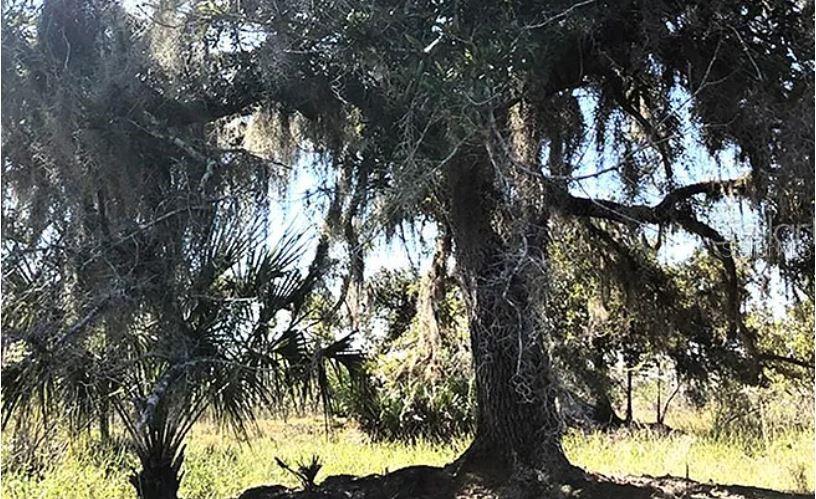 A large, moss-draped oak tree stands in a grassy, sunlit field with a palm tree nearby — HWY 60 E, LAKE WALES, FL