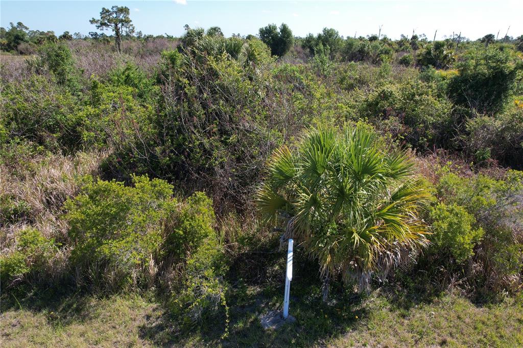 A vacant, undeveloped lot covered in dense Florida scrub brush and a small palm tree — 13 MAGELLAN STREET, NORTH PORT, FL