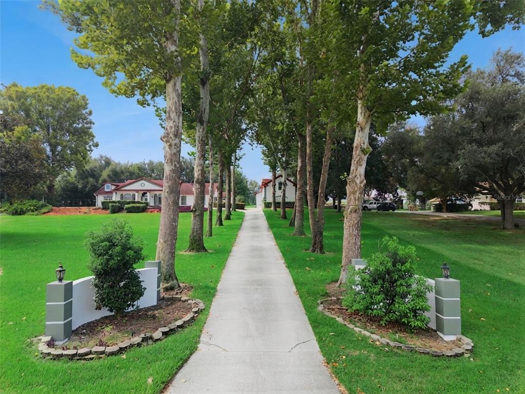 A concrete driveway lined with tall trees leads toward a house on a grassy lawn — 15000 THOROUGHBRED LN, MONTVERDE, FL