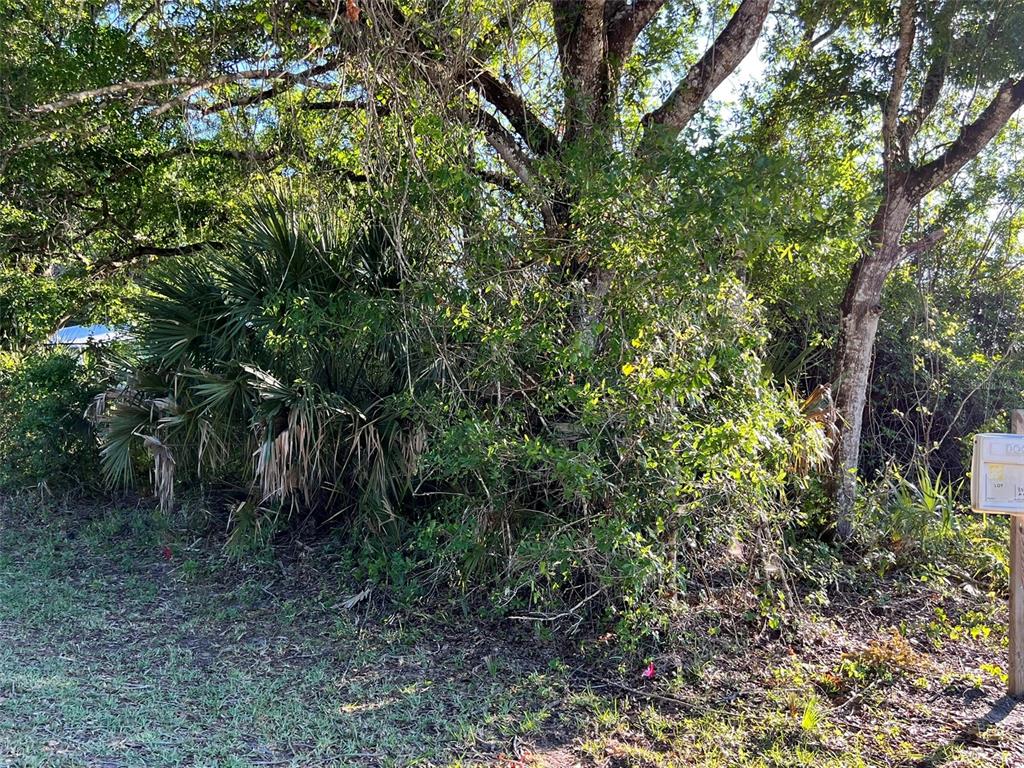 A dense cluster of trees and palmettos stands on a grassy lot with a mailbox — 8965 100TH AVENUE, VERO BEACH, FL