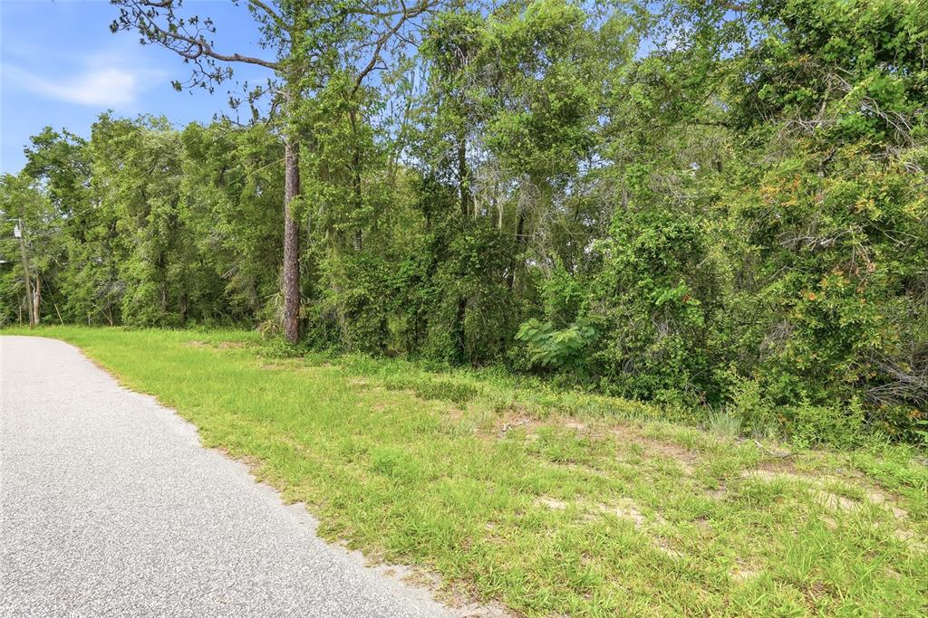 A paved road runs alongside a grassy area bordering a dense line of trees — 7002 N CASTLEBURY, HERNANDO, FL