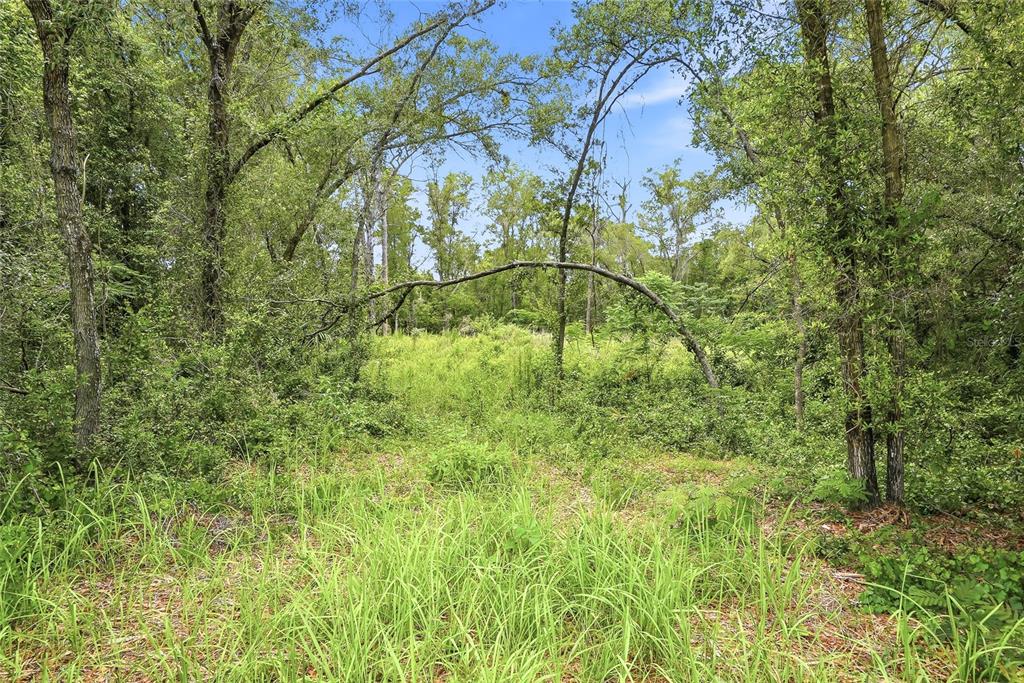 A view of a grassy, wooded lot with a large, arched tree branch in the center — 7002 N CASTLEBURY, HERNANDO, FL