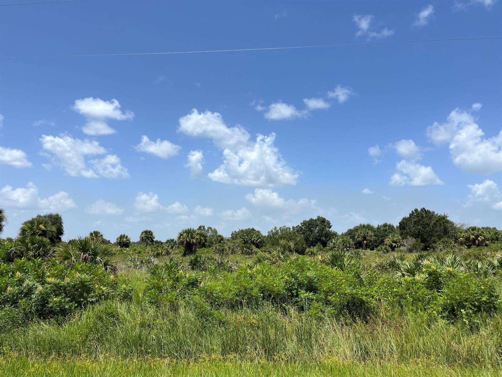 A grassy field with scattered palm trees and shrubs under a bright blue sky — 18325 NW 278th Street, Okeechobee FL 34972, OKEECHOBEE, FL
