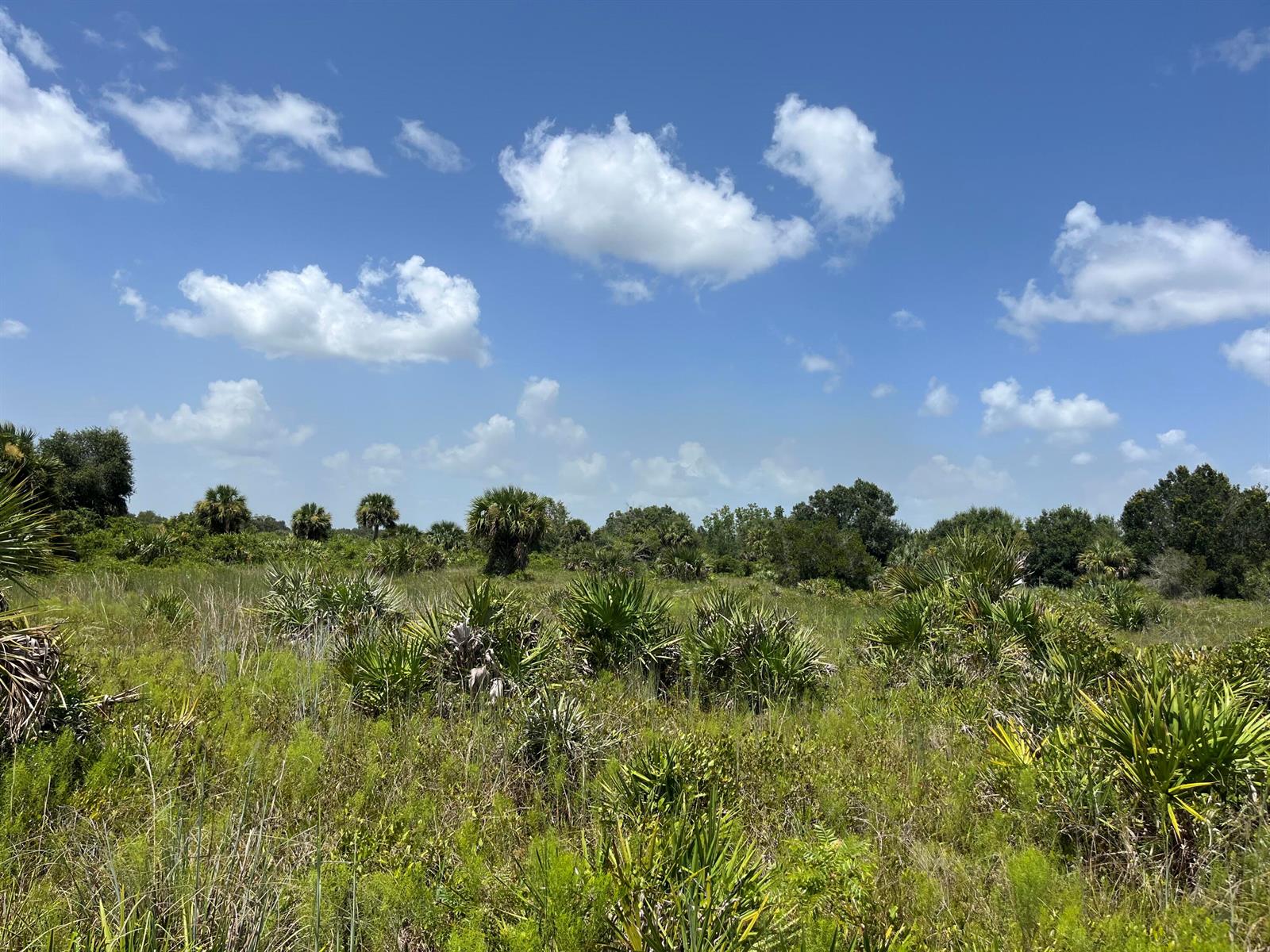 A grassy field with scattered palmetto bushes and trees under a bright blue sky — 18325 NW 278th Street, Okeechobee FL 34972, OKEECHOBEE, FL