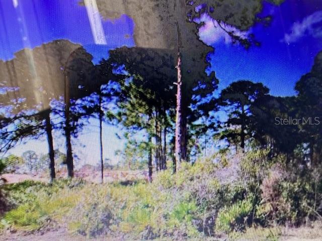 A view of a wooded lot with tall pine trees and low-lying brush — 0 S TOLEDO BLADE BOULEVARD N, NORTH PORT, FL