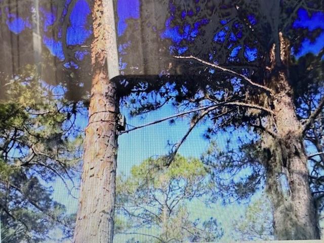 A view looking up at two tall pine trees against a bright blue sky — 0 S TOLEDO BLADE BOULEVARD N, NORTH PORT, FL
