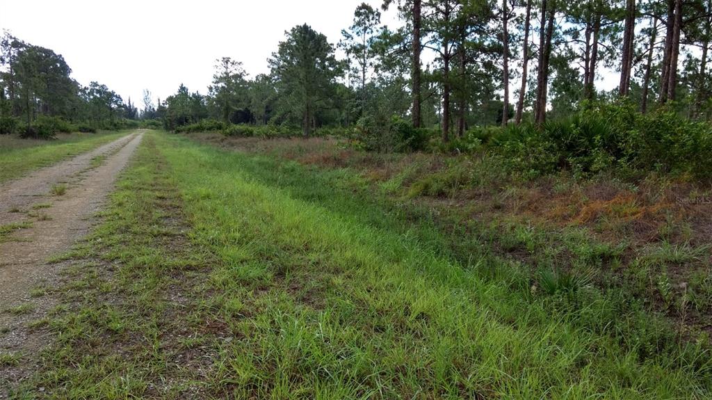 A dirt road runs alongside a grassy field bordered by pine trees and low vegetation — 1508 WASHINGTON AVENUE, LEHIGH ACRES, FL
