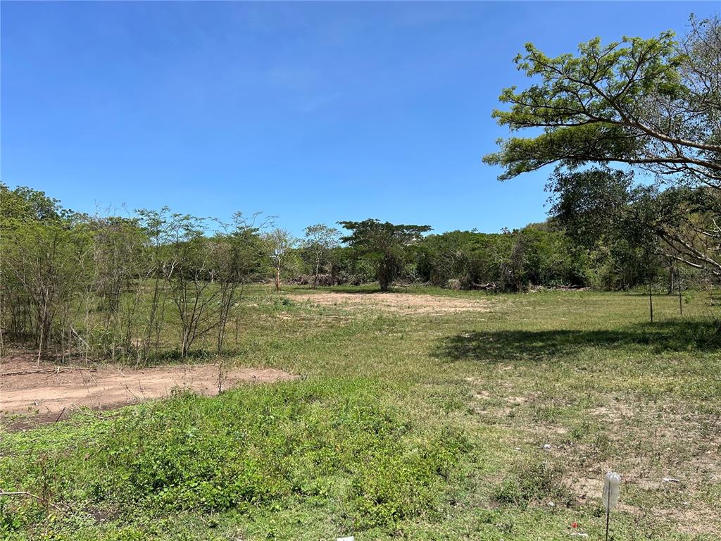 A grassy, partially cleared lot features scattered trees under a clear blue sky — MARTINEAU INTERIOR, VIEQUES, PR