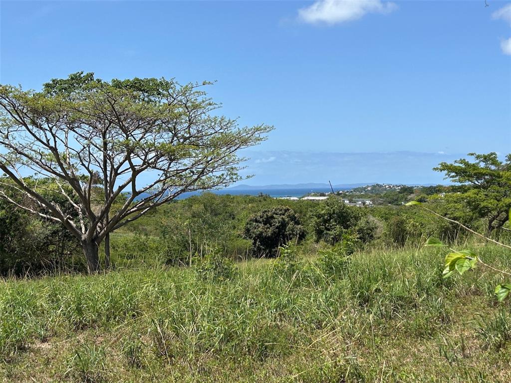 A grassy hillside overlooks a coastal landscape with trees and a distant ocean view — MARTINEAU INTERIOR, VIEQUES, PR