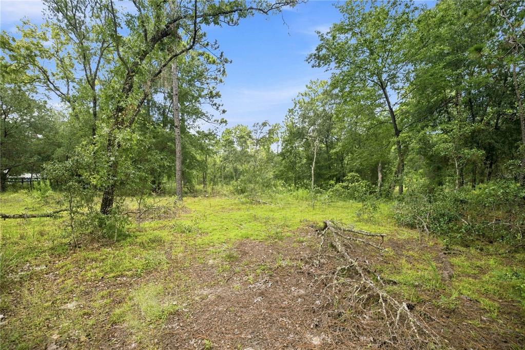 A grassy, partially cleared lot surrounded by dense woods and mature trees under a blue sky — 21350 SE 66TH STREET, MORRISTON, FL