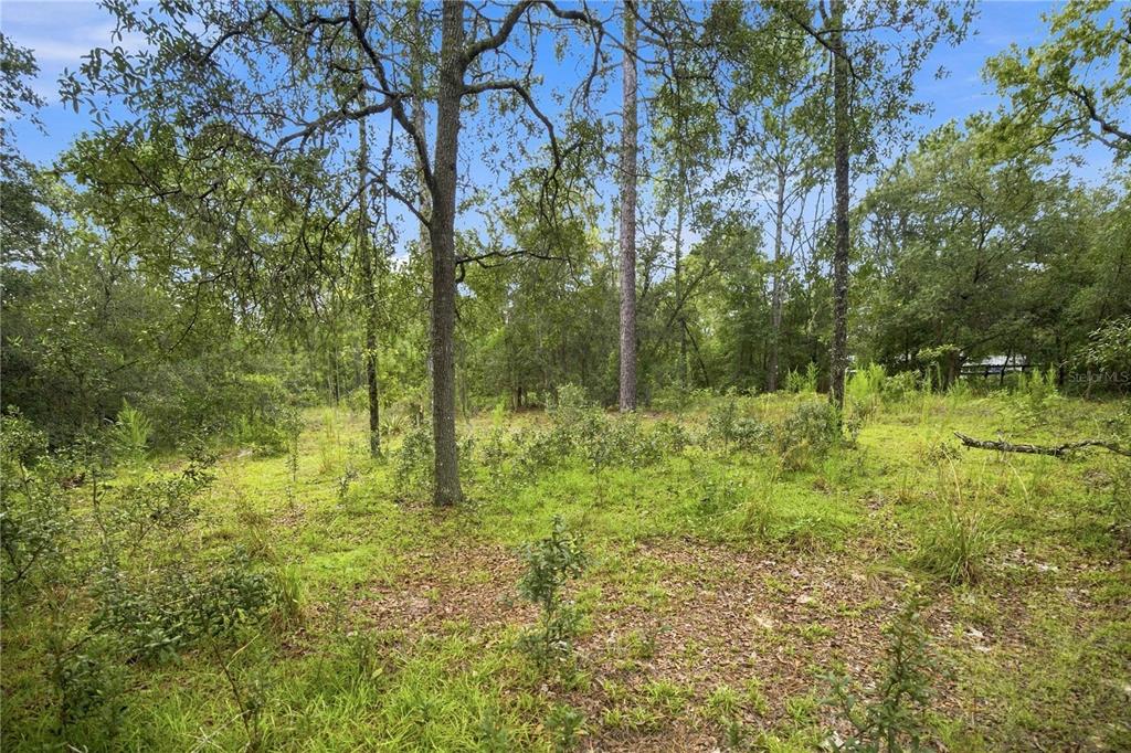 A wooded, undeveloped lot with scattered trees and low-lying vegetation under a blue sky — 21350 SE 66TH STREET, MORRISTON, FL