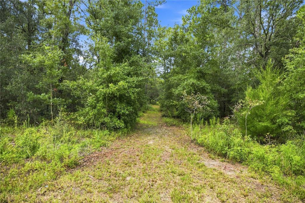 A dirt path leads through a dense, wooded area with tall trees and green undergrowth — 21350 SE 66TH STREET, MORRISTON, FL