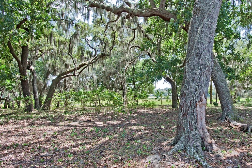 A wooded area with large oak trees draped in Spanish moss and a grassy clearing — 14704 OLD HIGHWAY 50, CLERMONT, FL