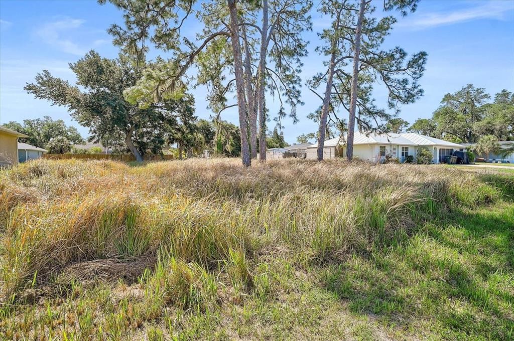 A vacant, grass-covered lot features several tall pine trees under a clear blue sky — SABRINA TERRACE, NORTH PORT, FL