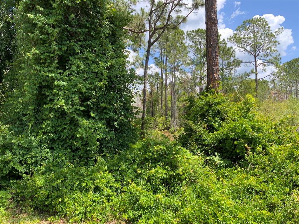 A dense thicket of green vines and shrubs grows in front of a wooded area — 2690 KINGSDALE DRIVE, DELTONA, FL