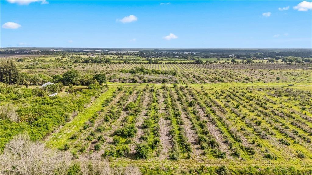 An aerial view shows rows of citrus trees in a large, rural agricultural field — FELLSMERE, FL