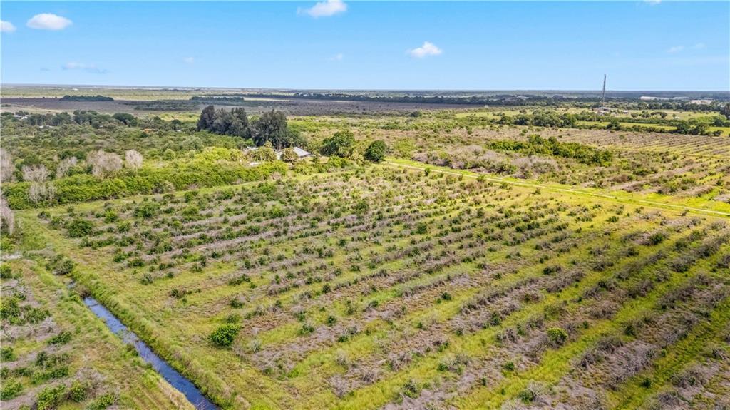 An aerial view of a large, flat agricultural field with rows of small trees and vegetation — FELLSMERE, FL