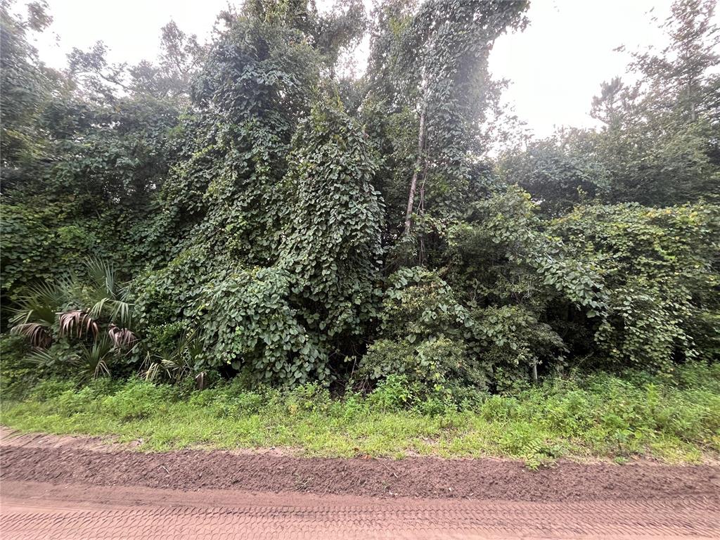 A dirt road runs in front of a dense, vine-covered wooded area — 915 ANNETTE AVENUE, INTERLACHEN, FL