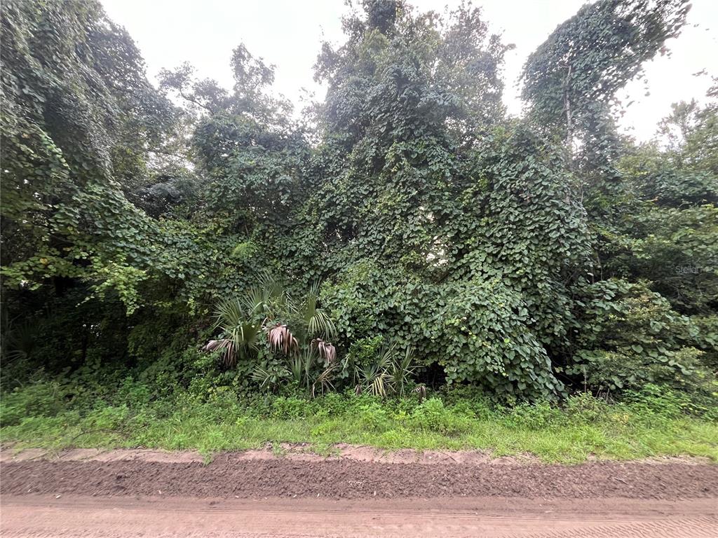 A dirt road runs in front of a dense, vine-covered wooded area — 915 ANNETTE AVENUE, INTERLACHEN, FL