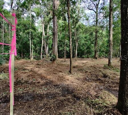 A wooden post with pink surveyor tape stands in a cleared, wooded residential lot — 5212 NW 19TH STREET, GAINESVILLE, FL