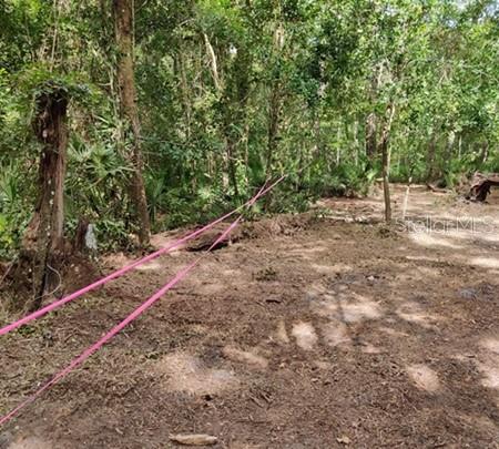 A wooded lot features cleared ground marked by pink surveyor tape strung between trees — 5212 NW 19TH STREET, GAINESVILLE, FL