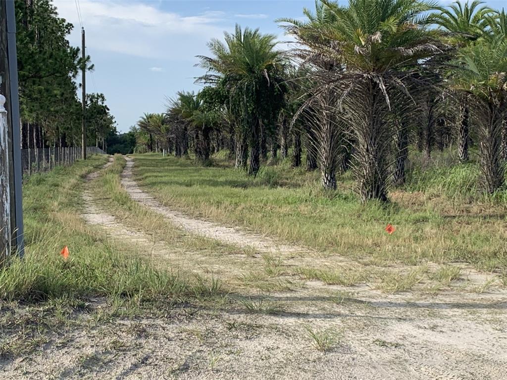 A dirt path winds through a grassy field lined with palm trees and pine trees — DAN BROWN HILL ROAD Lot 1, BROOKSVILLE, FL