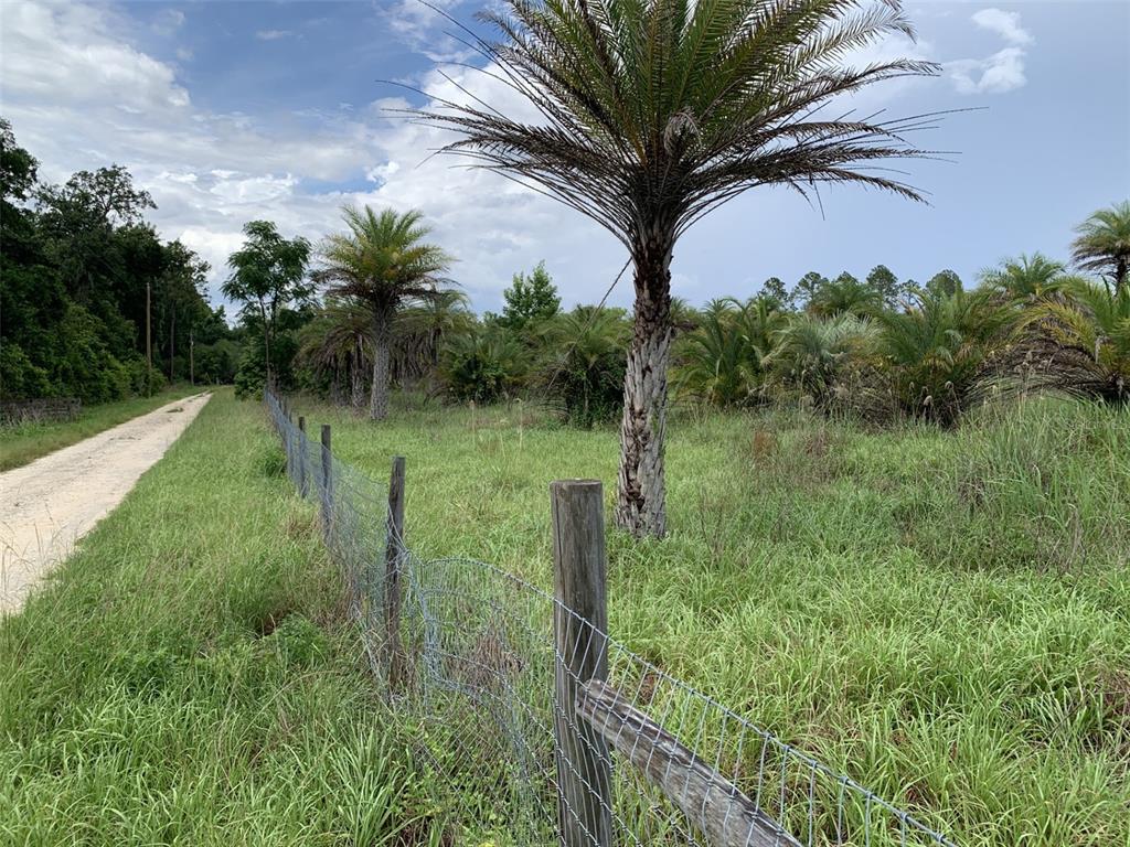 A dirt road runs alongside a fenced grassy field with several palm trees — DAN BROWN HILL ROAD Lot 1, BROOKSVILLE, FL