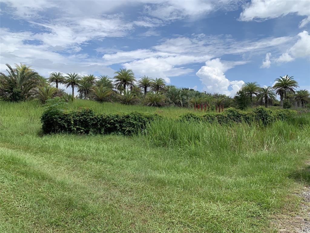 A grassy field with a dense hedge and numerous palm trees under a cloudy sky — DAN BROWN HILL ROAD Lot 1, BROOKSVILLE, FL