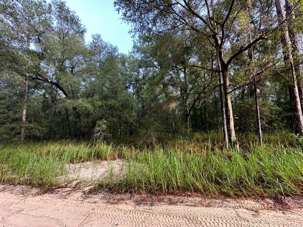 A dirt road runs in front of a wooded lot with tall grass and trees — SW 40TH STREET, OCALA, FL