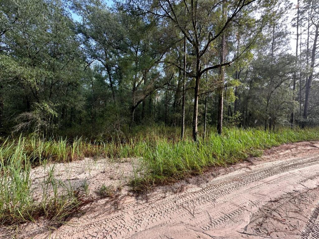 A dirt road runs alongside a wooded lot with tall grass and sandy ground — SW 40TH STREET, OCALA, FL