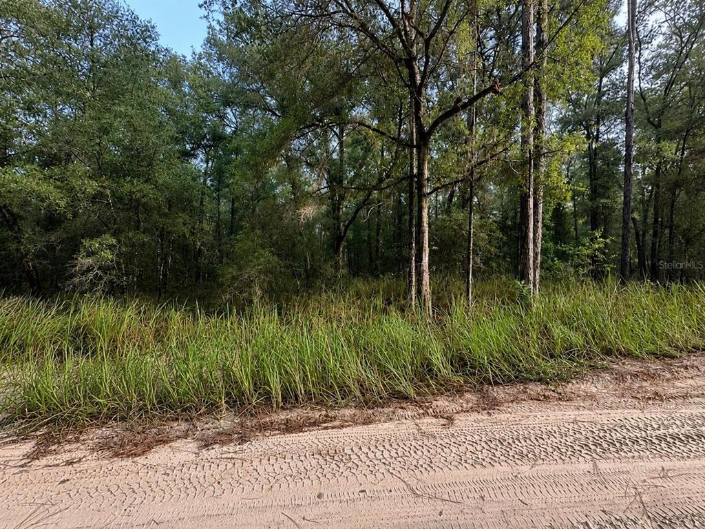 A dirt road runs along the edge of a wooded lot with tall grass — SW 40TH STREET, OCALA, FL