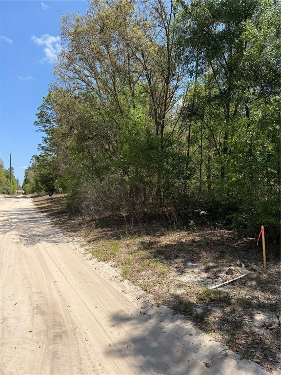 A dirt road runs alongside a wooded lot marked by a wooden surveyor stake — NE 118TH LANE, BRONSON, FL