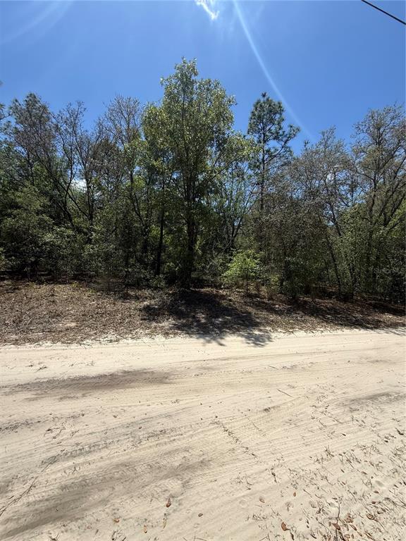 A sandy road runs in front of a densely wooded, undeveloped lot — NE 118TH LANE, BRONSON, FL