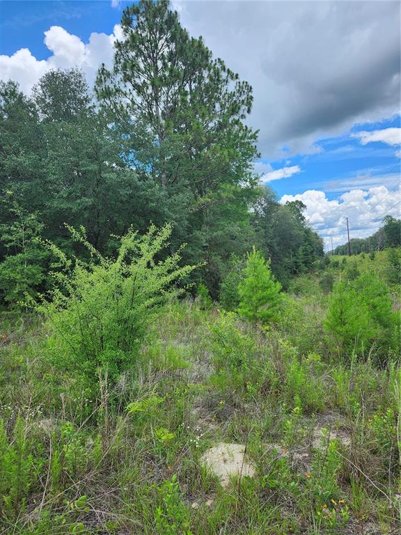 A grassy, undeveloped lot features scattered small trees and a dense forest line in back — 7649 CASA GRANDE, KEYSTONE HEIGHTS, FL