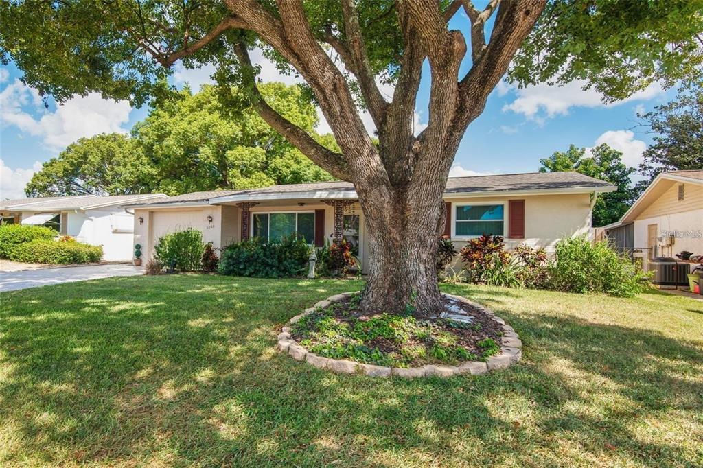 A single-story house with a large tree in the front yard and a paved driveway — 3802 MYNABIRD DRIVE, NEW PORT RICHEY, FL