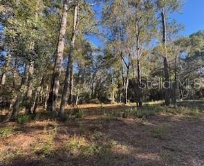 A wooded lot with tall pine trees and a dirt ground under a clear sky — TBD NE 135 AVENUE, FORT MC COY, FL