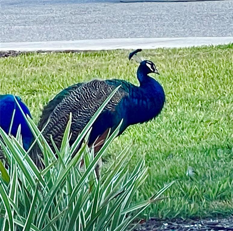 A male peacock stands on a green lawn near a decorative plant — 223 COLUMBIA DRIVE UNIT 211, CAPE CANAVERAL, FL