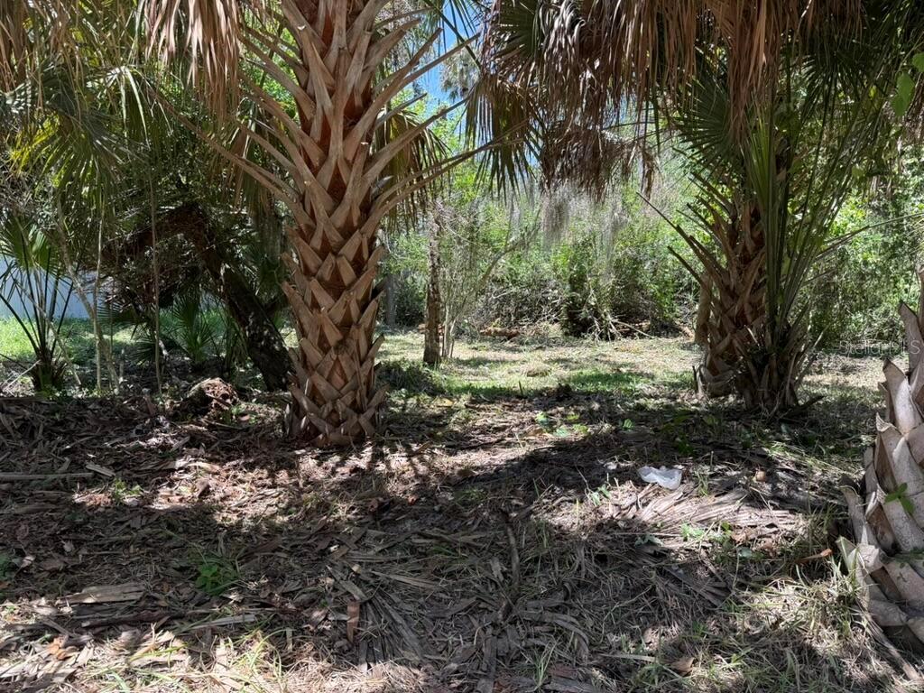 A wooded lot features several tall palm trees and dense vegetation under a sunny sky — 110 OAK STREET, FLAGLER BEACH, FL