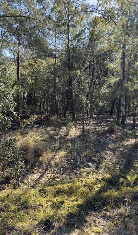 A wooded lot with tall pine trees and patches of grass under a clear sky — 204 WALES STREET, INTERLACHEN, FL