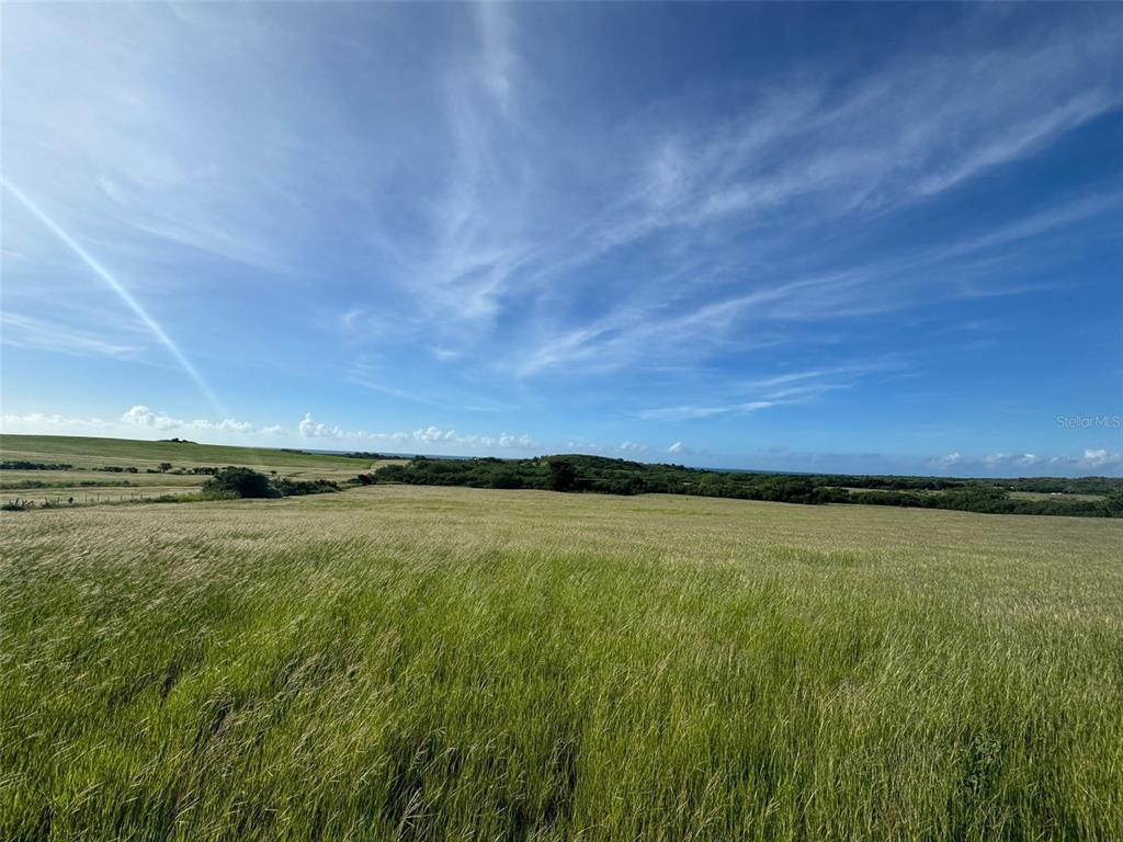 A wide, grassy field stretches toward a distant tree line under a blue sky — BO. LLANOS COSTA SOLAR 8, CABO ROJO, PR