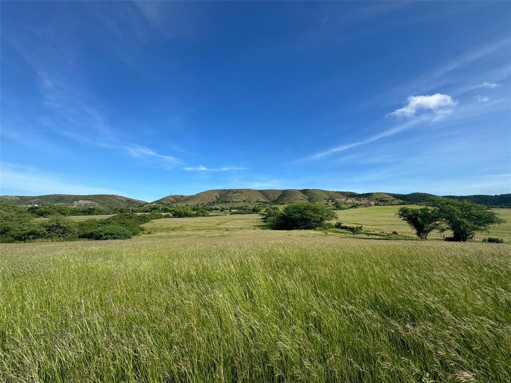 A wide, grassy field stretches toward rolling hills under a clear blue sky — BO. LLANOS COSTA SOLAR 8, CABO ROJO, PR