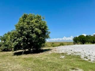 A large green tree stands in a grassy field under a clear blue sky — 5646 Us Hwy 441, Okeechobee FL 34974, OKEECHOBEE, FL