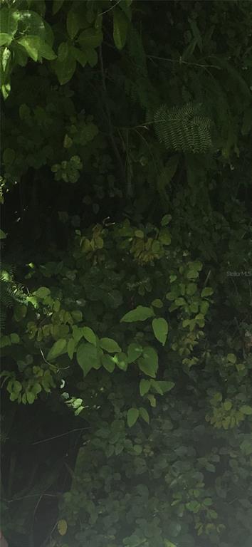 A dense collection of green foliage and various types of leaves fills the frame — MALAUKA LOOP, OCKLAWAHA, FL